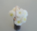 VASE A LA ANSE