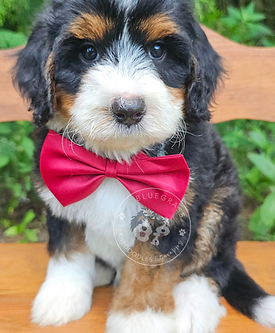 micro mini bernedoodles