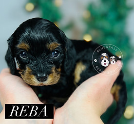 reba