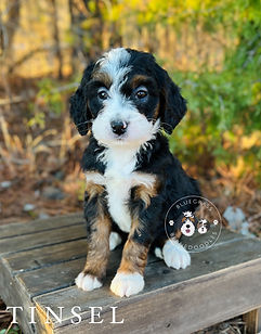 tri color bernedoodle