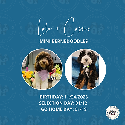 mini bernedoodle litter