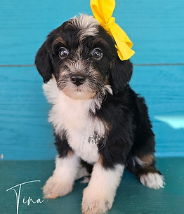 Yellow Frankie's Micro Mini Bernedoodle Litter
