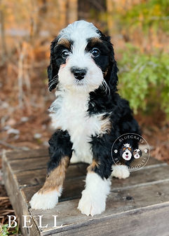 tri color bernedoodle
