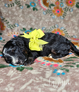 Georgia's Mini Bernedoodle Puppy