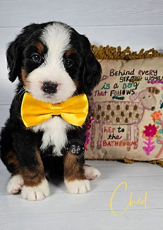 tri color bernedoodle