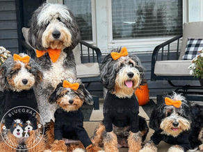 Standard Bernedoodle - Size, Color, and Generation Types