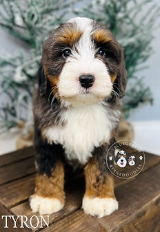 merle color bernedoodle