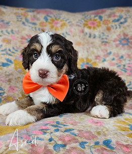 micro mini bernedoodle for sale