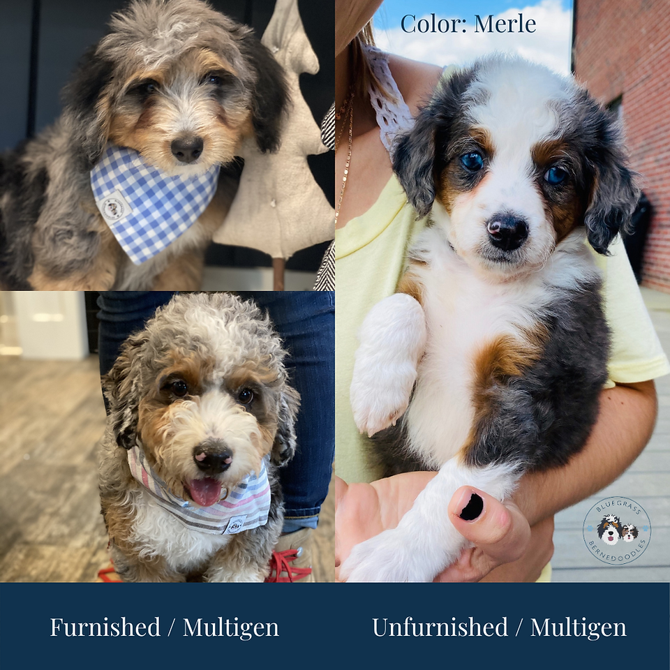 unfurnished bernedoodle