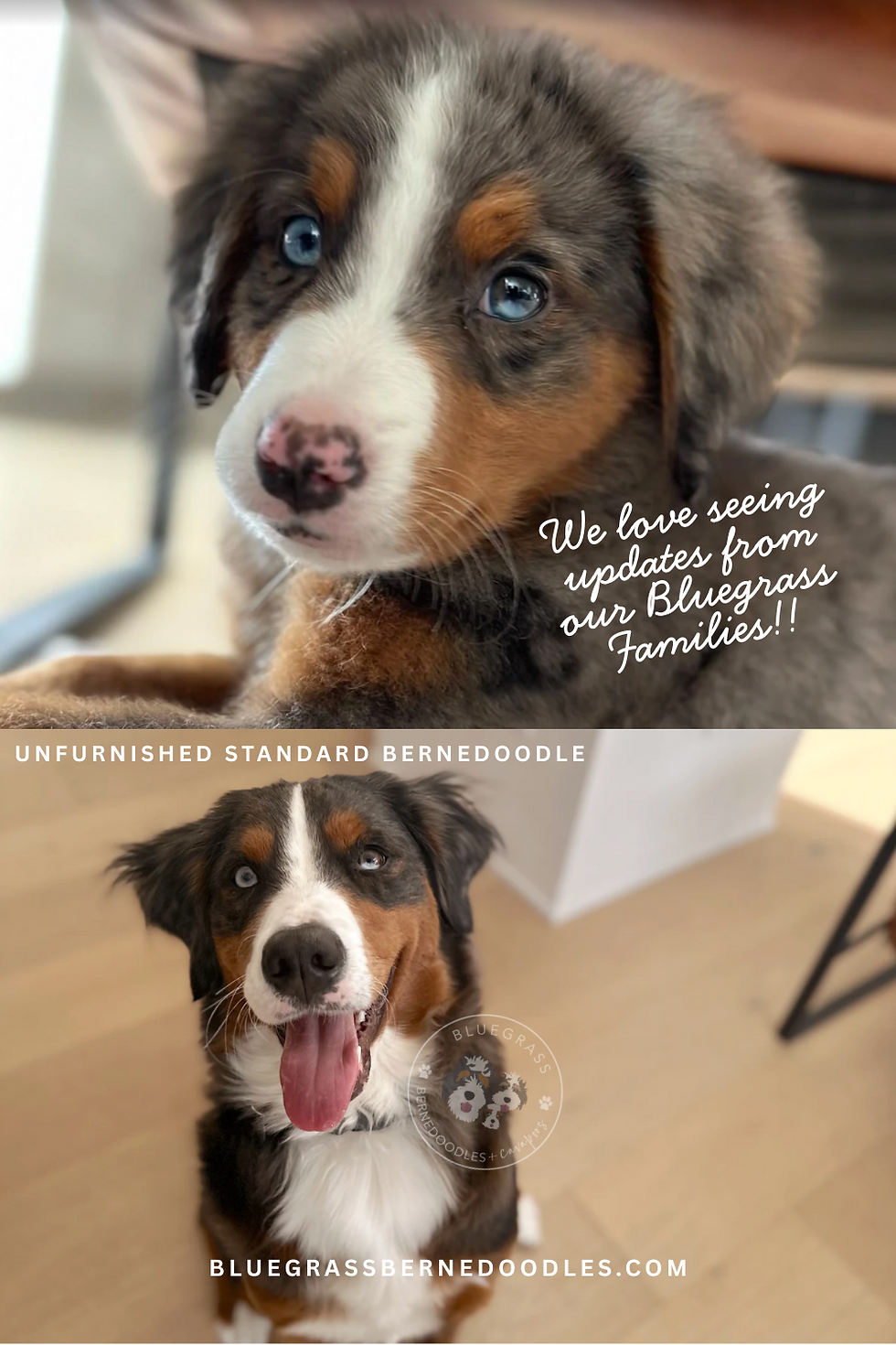 full grown unfurnished bernedoodle