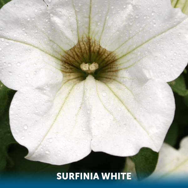 Thumbnail: PETUNIA TRAILING 4 Pack