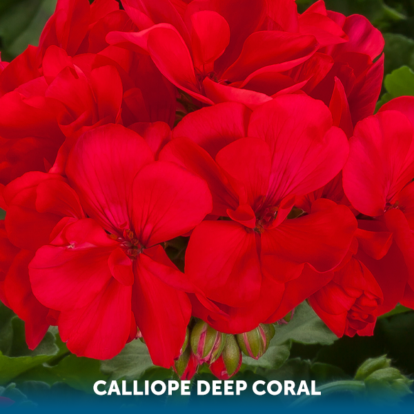 Thumbnail: GERANIUM CALLIOPE 2LT Pot