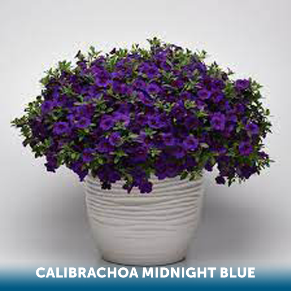 Thumbnail: CALIBRACHOA 4 Pack