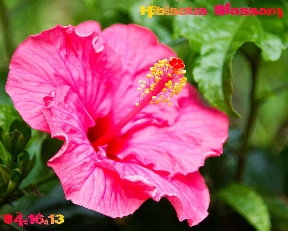 Hibiscus