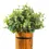Thumbnail: Eucalyptus 