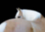beautiful black background portrait photography of a cremello horse with white mane and tail in Madi