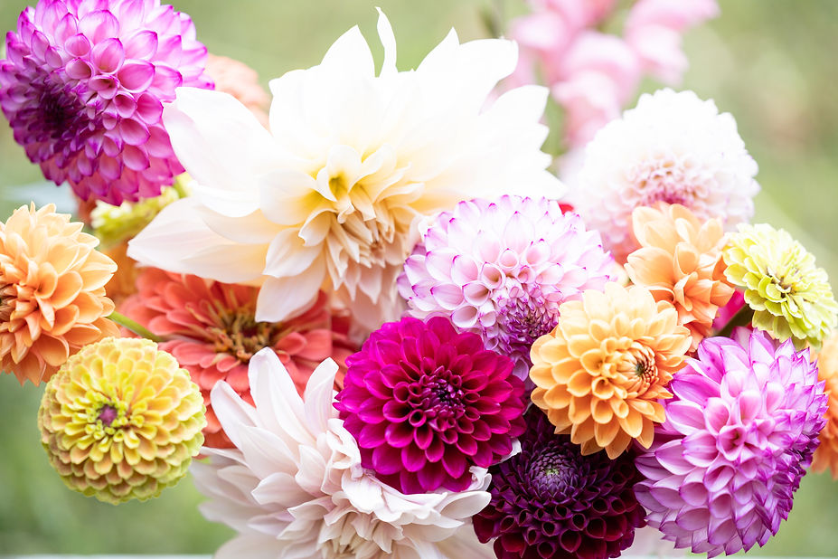 Locally grown dahlia bouquet at Flowers on Crawford flower farm in Baraboo, Wisconsin