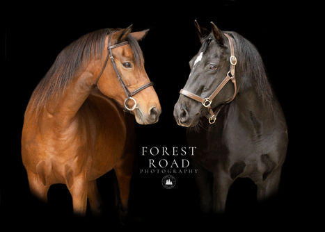 3 Mistakes to Avoid when Preparing for your Photography Session | Horse Photography in Wisconsin