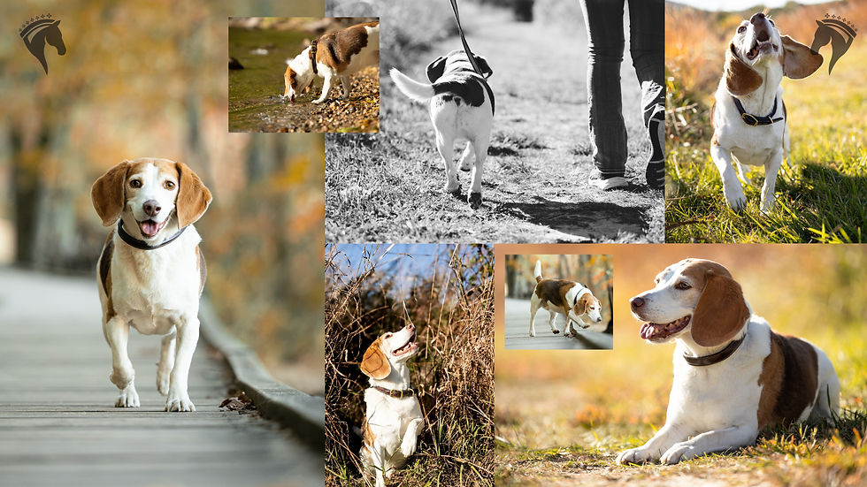 dog in grassy field walking towards you with autumn colors framing him