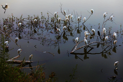 동물_흰새들의 꿀잠, 비쇼프트_에티오피아, 30.5 x 45