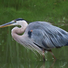 Great Blue Heron wading