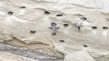 Bank Swallows feeding young