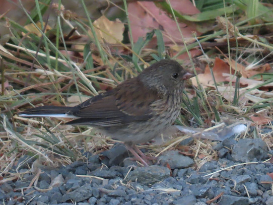 Dark-eyed junco juvenile.JPG