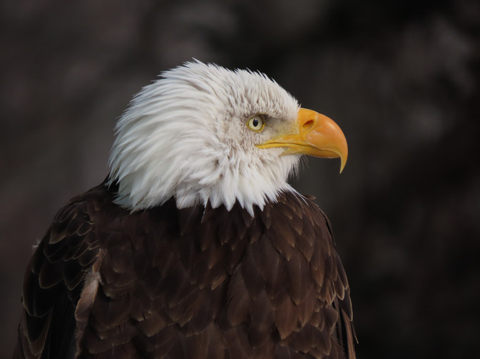 bald eagle adult.jpeg
