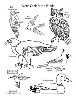 Exploring Nature Bird Colouring Pages