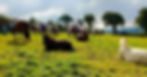 244513954_4647952151934381_4475791817388645033_n_edited