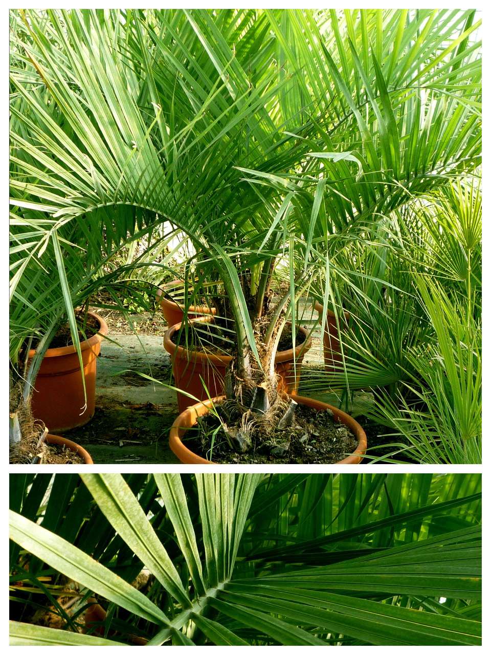 Butia Capitata