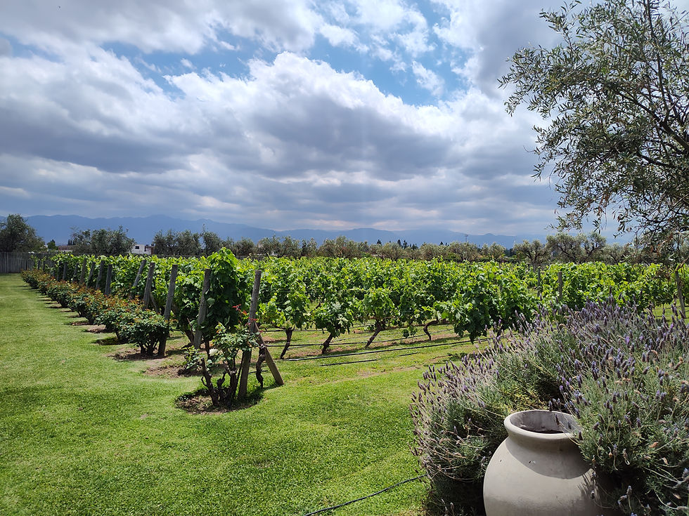 Vineyard in Mendoza, Argentina
