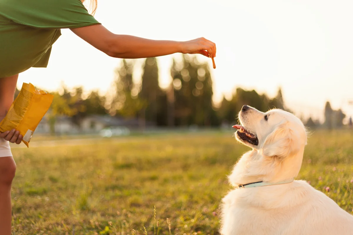 A dog patiently paiting for a trear