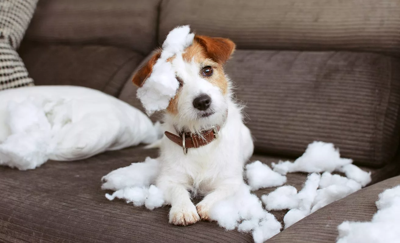 a curious Jack Russel Terrier chewing on a pillow at home