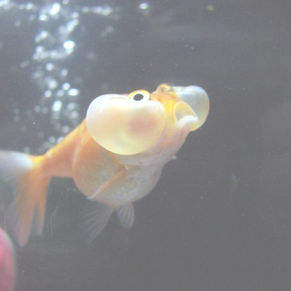 SHELLY