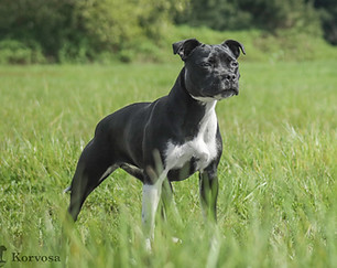 Korvosa Staffordshire Bull Terrier