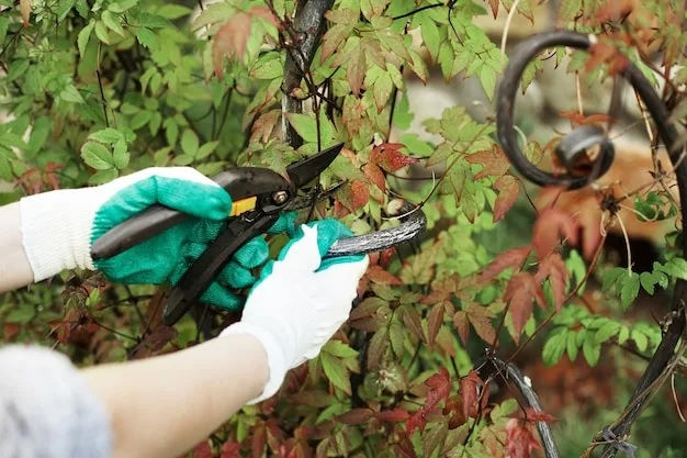 Step-by-Step Guide to Removing Ivy from Walls