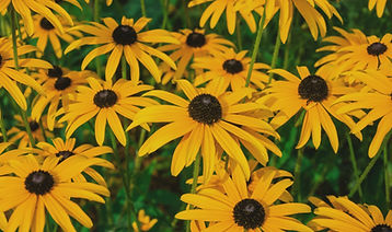 Black eyed susans Flowers in a garden_ed