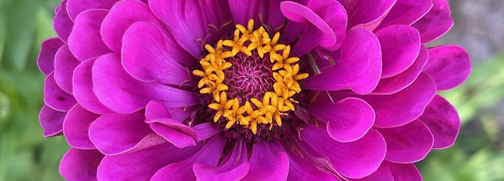 IMG_2584_edited.jpg