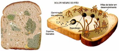 Efeitos tóxicos dos fungos nos alimentos