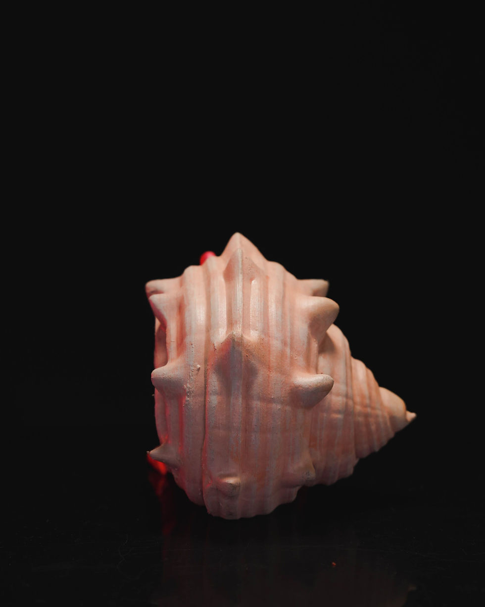 Thumbnail: Hermit Crab