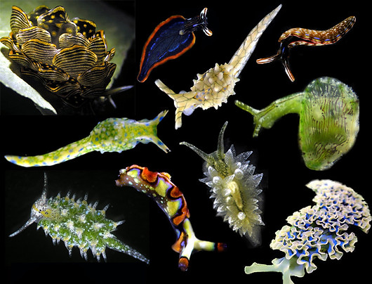 slug collage v4_edited.jpg