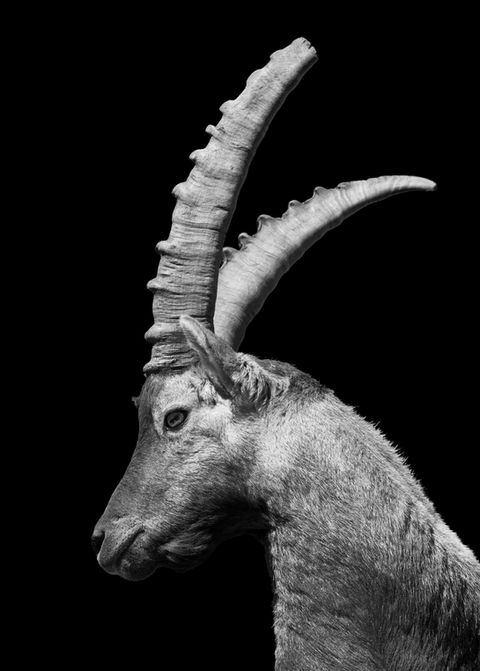 Capra ibex maschio in bianco e nero