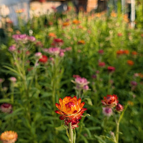 Seasonal Flowers for Your Wedding