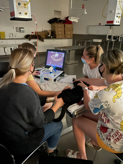 SonoVet CPD