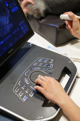 SonoVet - GE Vivid iq