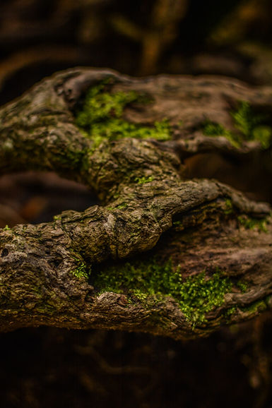Day Two Jomon Sugi Hike (23 of 32).jpg