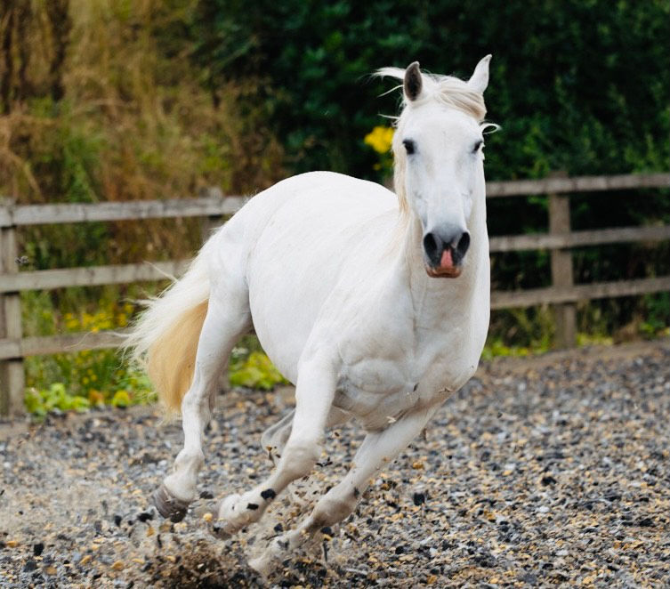 Cirus Galloping