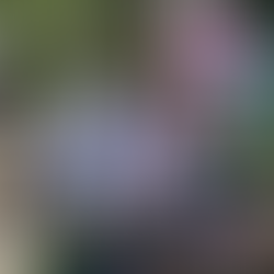 Greenpeace pide a candidatos limpiar calles de su basura electoral