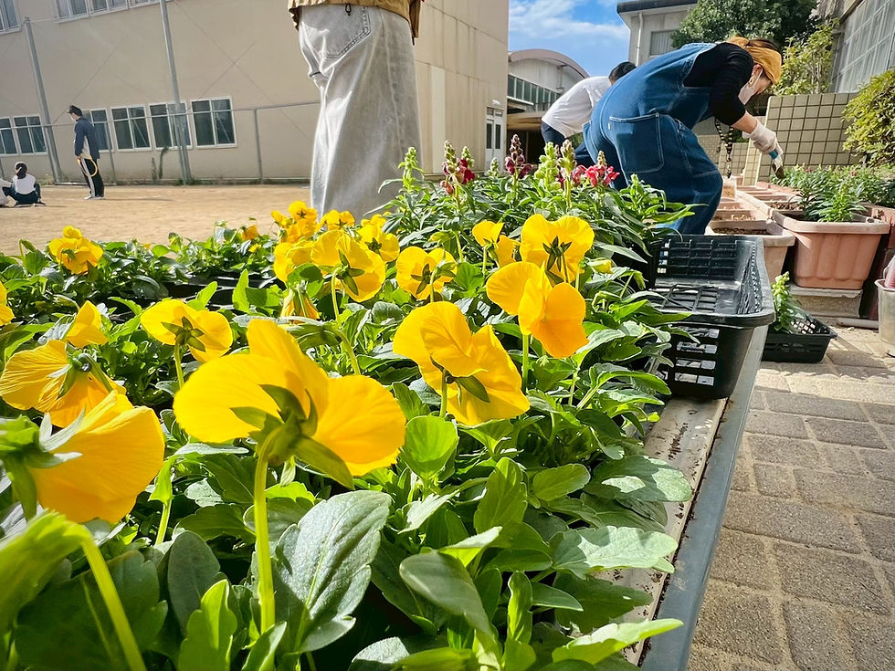 お花がたくさん咲いています